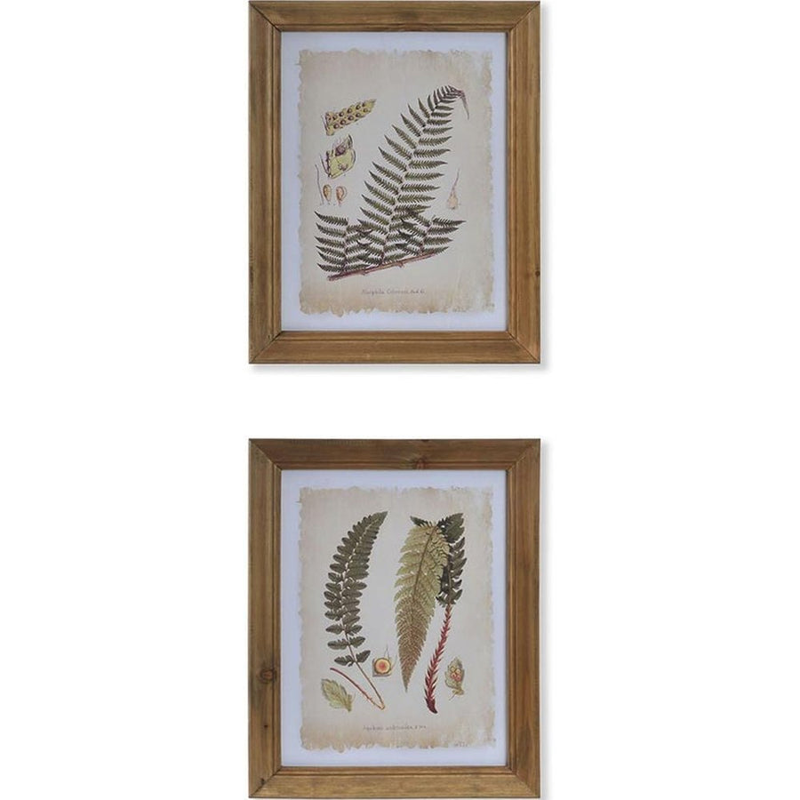 Hatdarabos botanikai páfrány gyűjtemény, üvegezve, olajozott fakeretben
