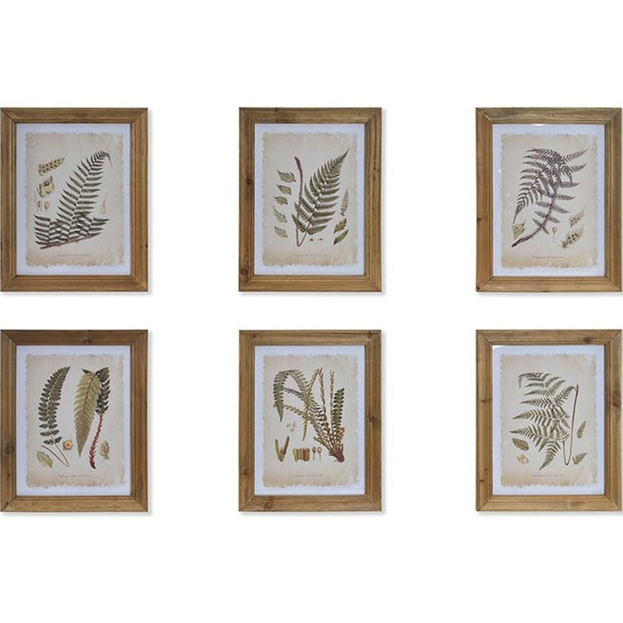 Hatdarabos botanikai páfrány gyűjtemény, üvegezve, olajozott fakeretben
