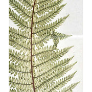 Hatdarabos botanikai páfrány gyűjtemény, üvegezet, fakeretben