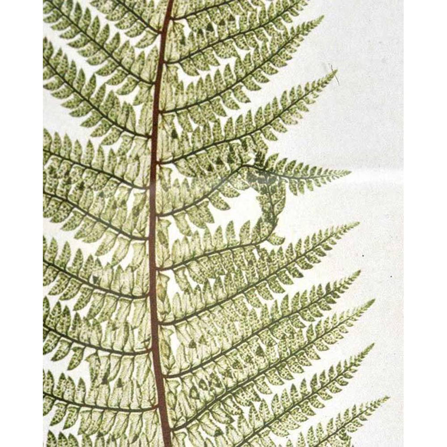 Hatdarabos botanikai páfrány gyűjtemény, üvegezet, fakeretben