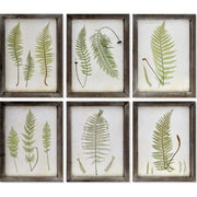 Hatdarabos botanikai páfrány gyűjtemény, üvegezet, fakeretben