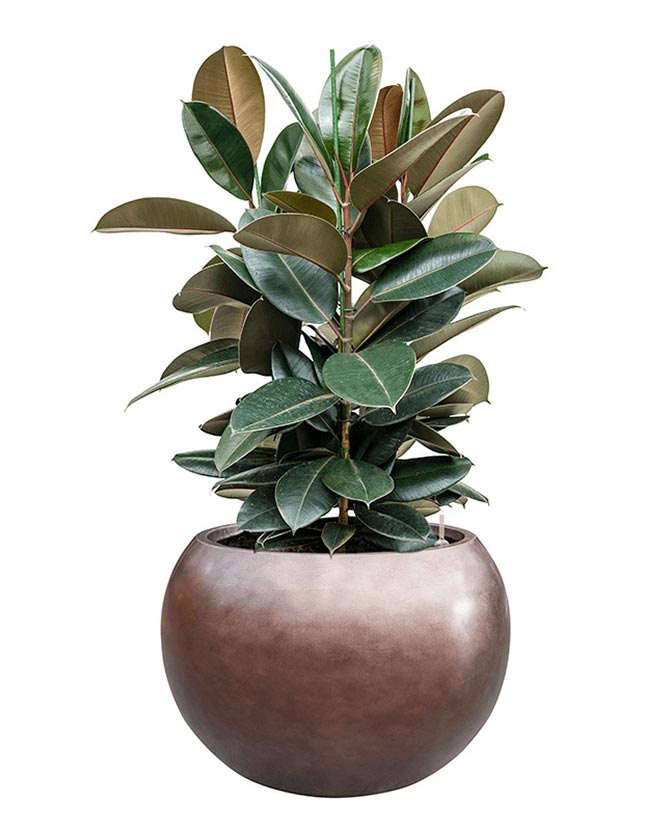 Matt kávébarna színű, gömbölyű kompozit kaspó nagy levelű fikusz (Ficus elastica) növénnyel, fehér háttér előtt.