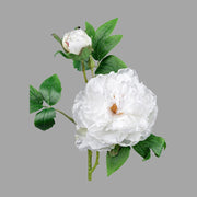 Mű bazsarózsa ág, fehér színű nyílt és bimbós virágfejekkel.