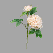 Mű bazsarózsa ág, pezsgő színű nyílt és bimbós virágfejekkel.