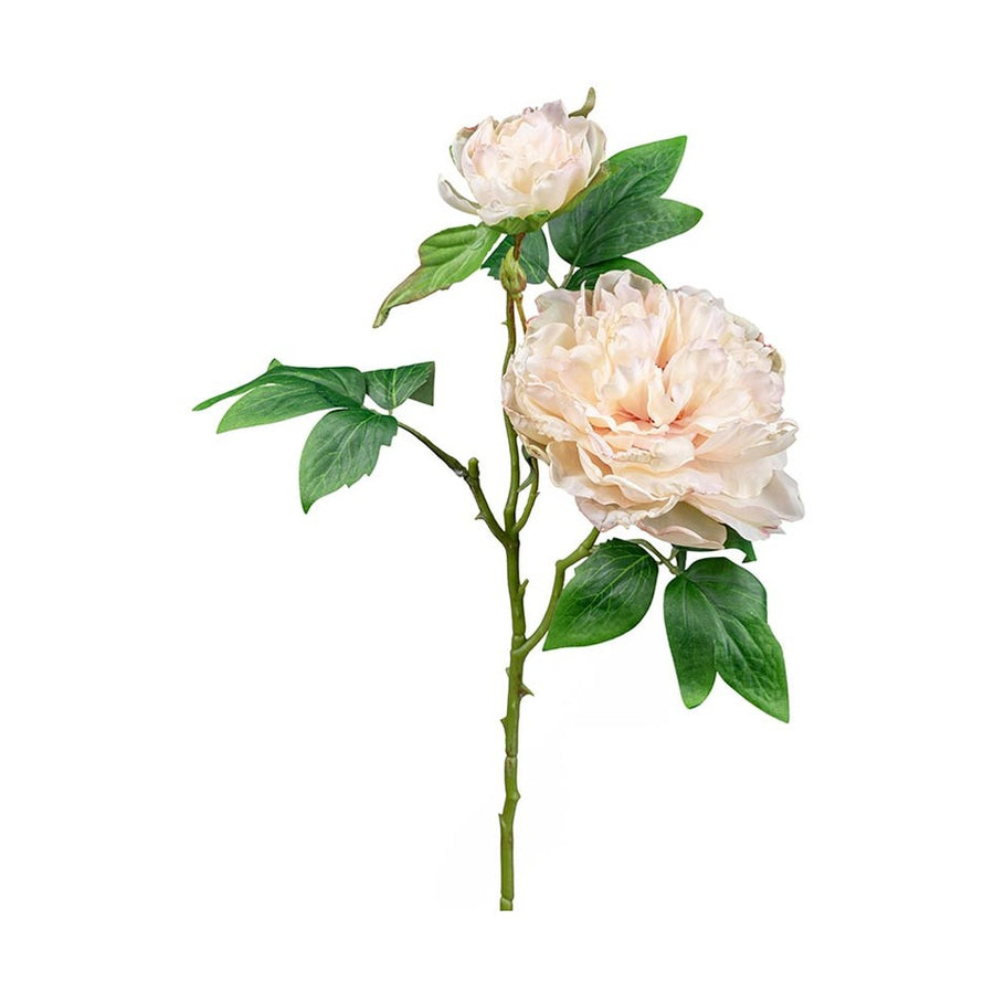 Mű bazsarózsa ág, pezsgő színű nyílt és bimbós virágfejekkel.