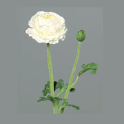 Mű boglárka, krém színű nyílt virágfejjel és egy bimbóval.