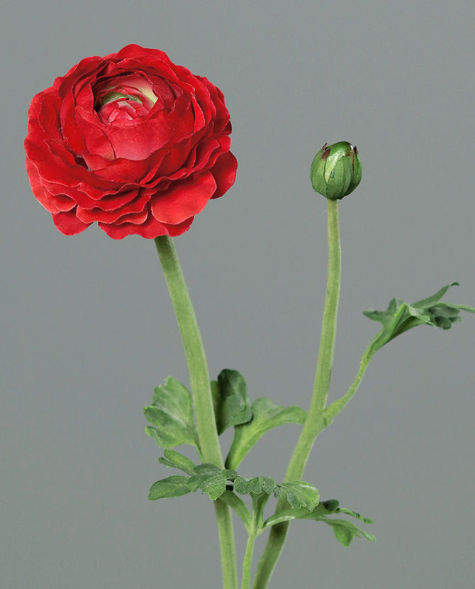Mű boglárka, piros színű nyílt virágfejjel és egy bimbóval.