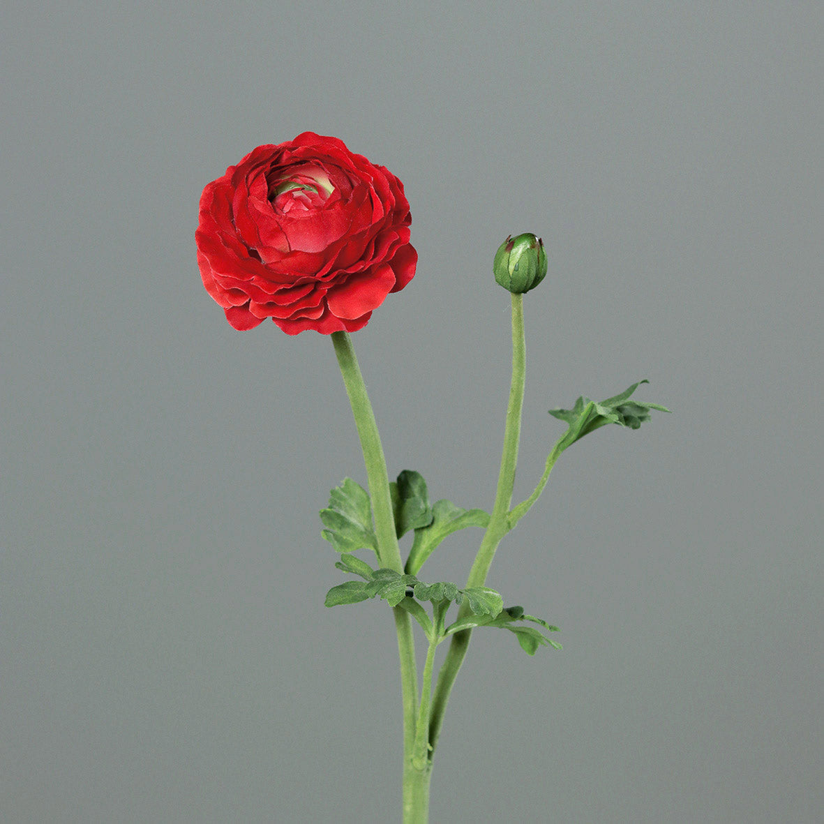 Mű boglárka, piros színű nyílt virágfejjel és egy bimbóval.