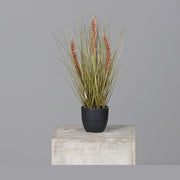 Barna színű kalászokkal rendelkező, 42 cm magas mű tollborzfű bokor, fekete műanyag kaspóban.