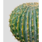 Élethű megjelenésű, 36 cm átmérőjű és 45 cm magas, zöld színű, mesterséges gömbkaktusz, fekete, műanyag cserépben.