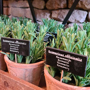 Élethű, mesterséges, 24 cm magas rozmaring dekor műnövény, vintage stílusú pecsétes terrakotta cserépben