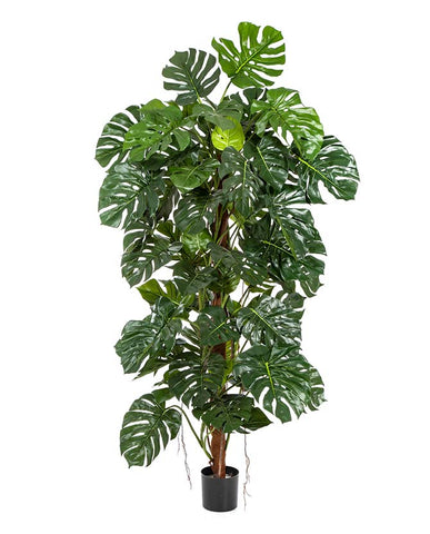 Mű filodendron növény, fekete műanyag cserépben.