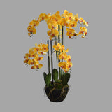 Sárga színű mű orchidea, mesterséges földlabdában.