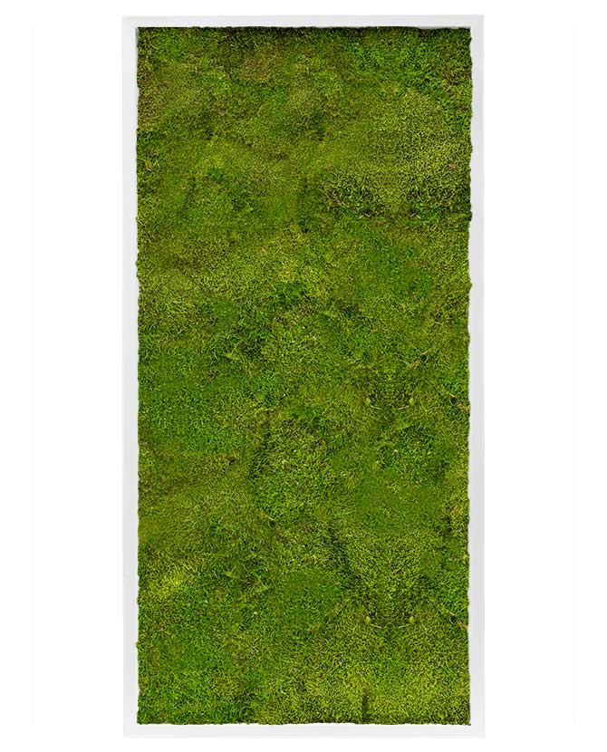 Valódi lapos mohából készült, 120 cm hosszú és 60 cm széles, fehér színű MDF keretbe foglalt, plasztikus növényfal panel, mohakép.