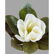 Virágzó mű magnólia ág egy darab fehér színű nyílt virággal.