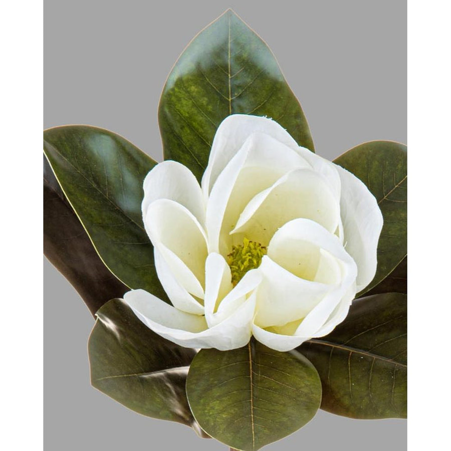 Virágzó mű magnólia ág egy darab fehér színű nyílt virággal.