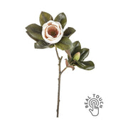 Virágzó mű magnólia ág, púder rózsaszín színű nyílt és bimbós virággal.