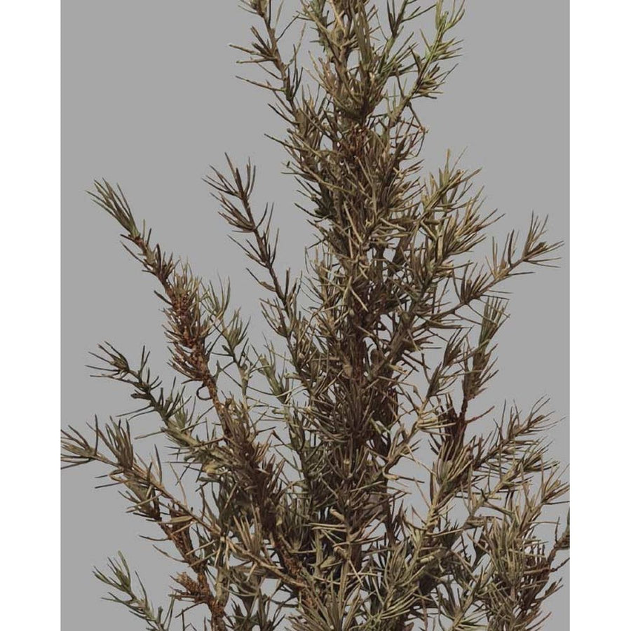 Lucfenyő ág műnövény.