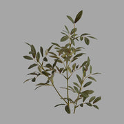 Fáradt zöld színű, olíva ág műnövény.