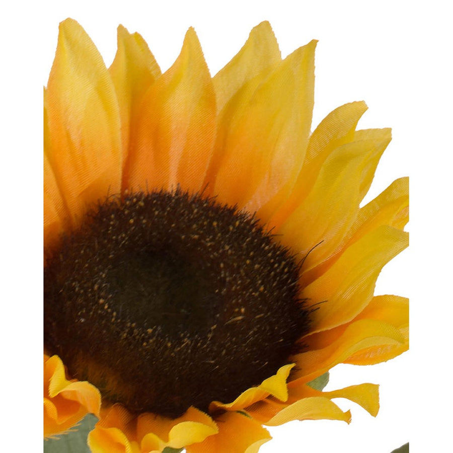 Napraforgó művirág virágának közeli képe