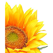 Napraforgó művirág virágának közeli képe fehér háttér előtt