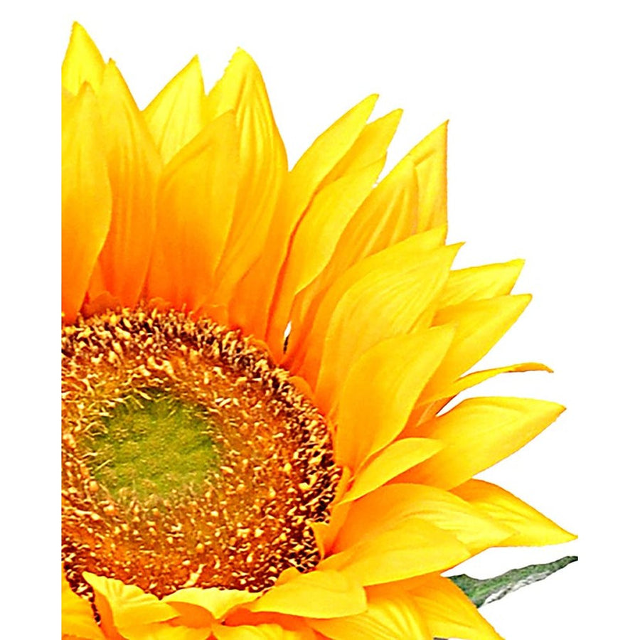 Napraforgó művirág virágának közeli képe fehér háttér előtt