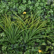 Mű növényfal panel 100 x 100 cm fű mix "Gramineae"