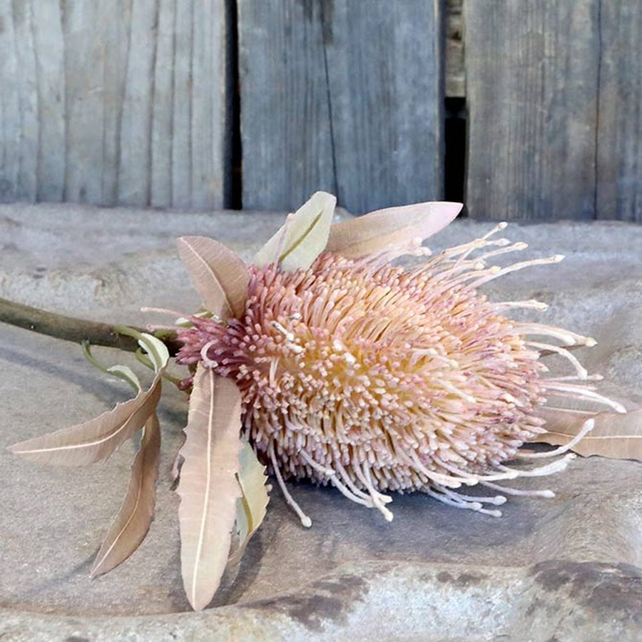 szárított hatású, 60 cm magas, fáradt korall színű szálas protea művirág