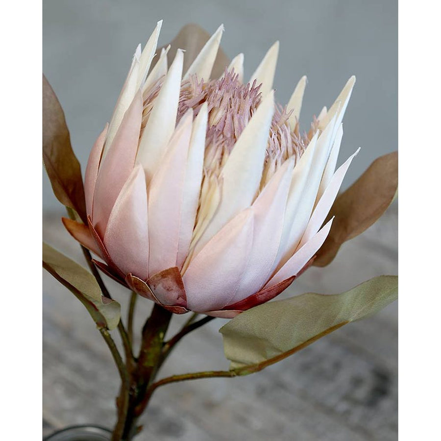 szárított hatású, 66 cm magas, halvány rózsaszín színű szálas protea művirág