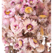 Szárított rhodante virágcsokor..