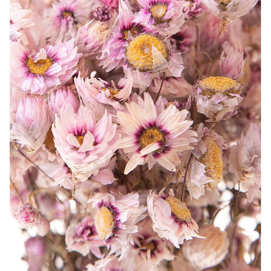 Szárított rhodante virágcsokor..