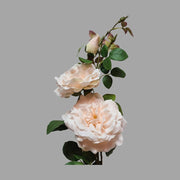 Rózsa művirág, krém színű nyílt és bimbos virágfejekkel.