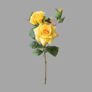 Rózsa művirág, sárga színárnyalatú nyílt és bimbós virágfejekkel.