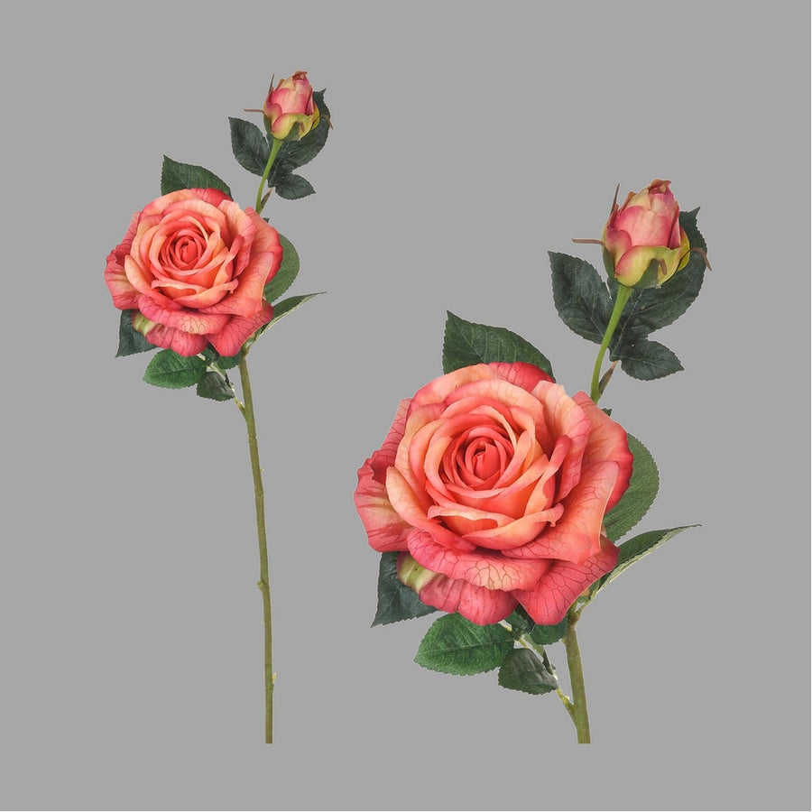 Rózsa művirág, narancsos pink színárnyalatú nyílt és bimbós virágfejekkel.