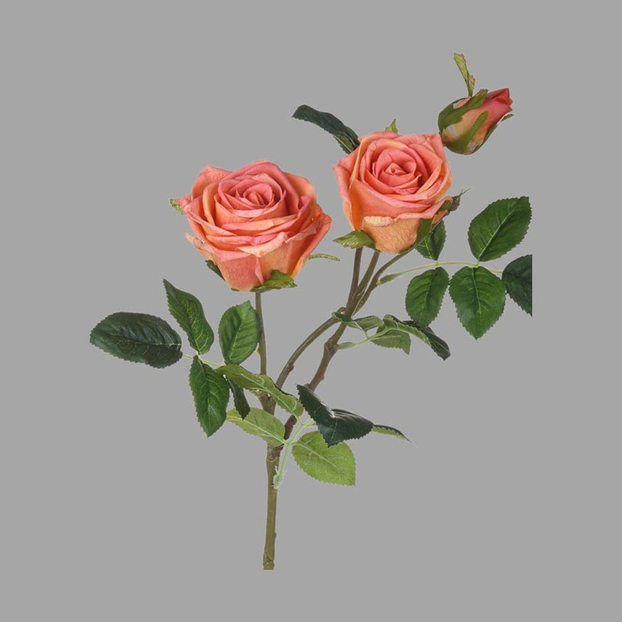 Rózsa művirág, narancsos pink színárnyalatú nyílt és bimbós virágfejekkel.