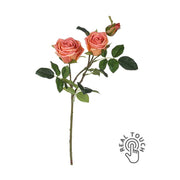 Rózsa művirág, narancsos pink színárnyalatú nyílt és bimbós  virágfejekkel.