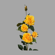 Rózsa művirág, sárga színű, nyílt és bimbós virágfejekkel.