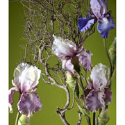 Élethű, kékeslila színű szálas írisz művirág