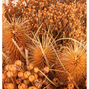 Natúr színű papírba csomagolt, 30 cm átmérőjű és 50 cm magas, vegyes kialakítású fáradt narancssárga színű szárított gyógynövénycsokor