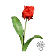 Piros színű, papagáj tulipán művirág.