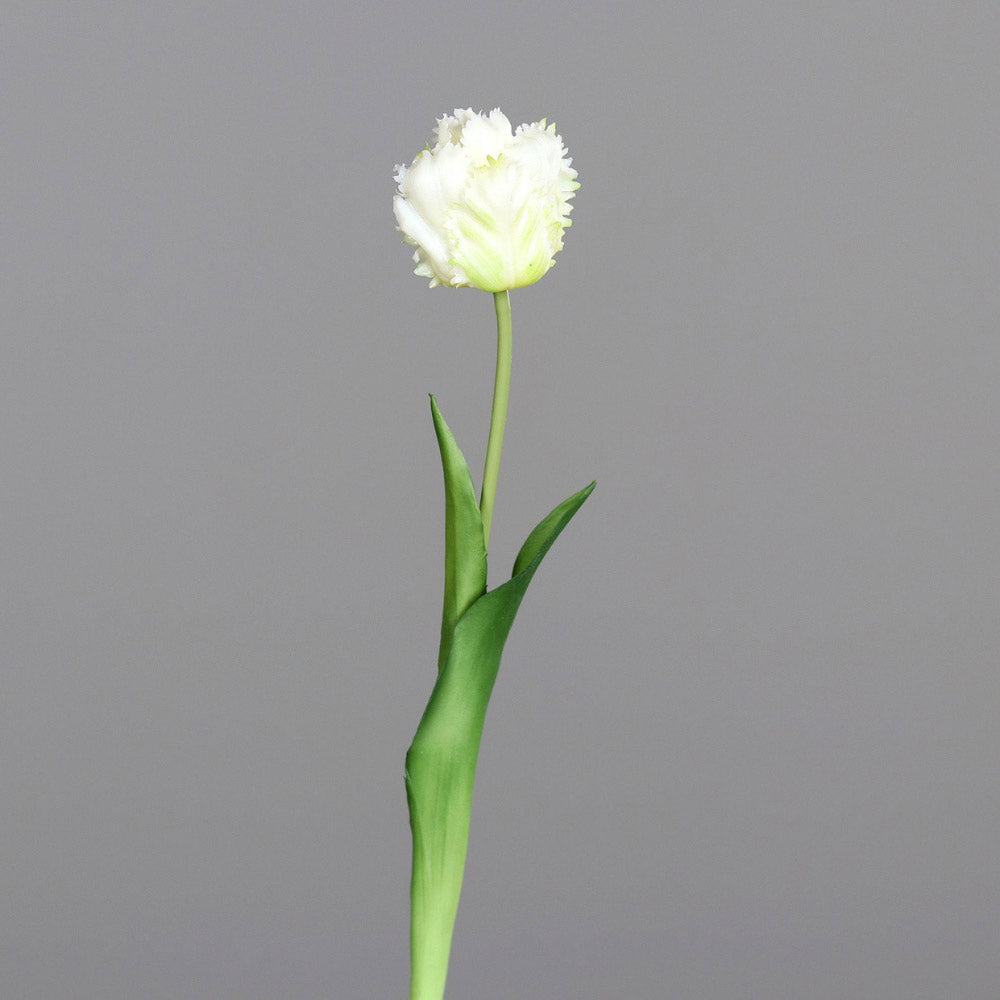 Fehér színű, papagáj tulipán művirág.