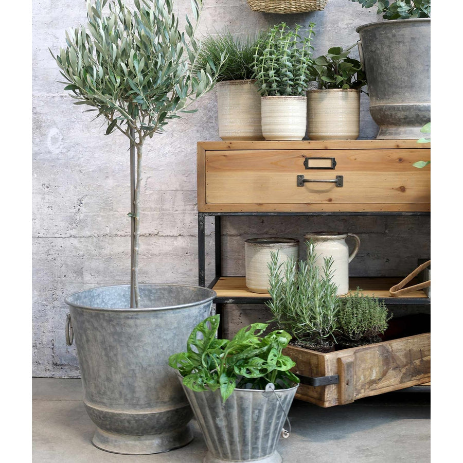 Bádogkaspó olíva fával.